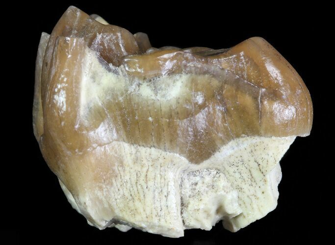 Oligocene Horse (Mesohippus) Tooth #70101